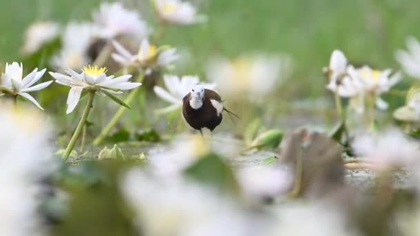 ホワイトウォーターリリーの花とピアサントテールジャカナ — ストック動画