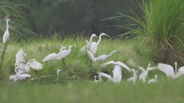 잔디에 Egrets의 — 비디오