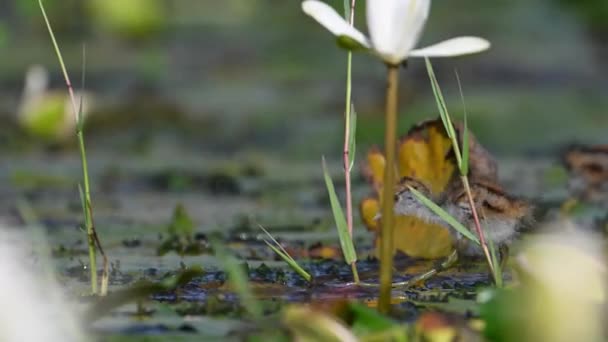 Bella Anatra Bianca Con Uccellino Nel Lago — Video Stock