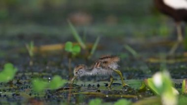 Gölette yüzen yaprağın üzerinde Jacana 'nın yavruları 