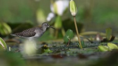 Orman Kum kavalcısı kuş sulak arazide 