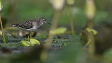 Orman Kum kavalcısı kuş sulak arazide 