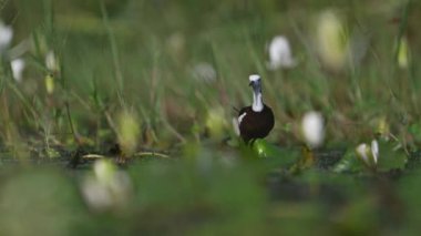 Sülün kuyruklu Jacana Kuşu ve Nilüfer Çiçeği