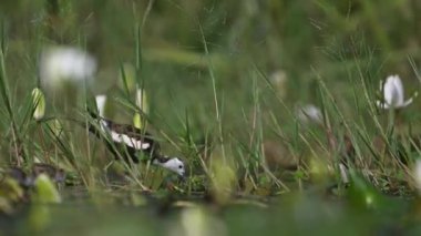 Sülün Jacana 'yı nilüfer çiçekli piliçlerle birlikte izledi. 