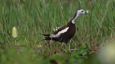 Sülün kuyruklu Jacana piliçlerle birlikte besleniyor. 
