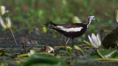 Sülün Jacana 'yı nilüfer çiçekli piliçlerle birlikte izledi. 