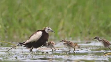 Sülün kuyruğu Jacana 'yı takip etti Piliçleri yağmurdan kurtardı