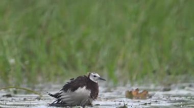 Sülün kuyruğu Jacana 'yı takip etti Piliçleri yağmurdan kurtardı