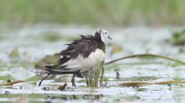 Sülün kuyruğu Jacana 'yı takip etti Piliçleri yağmurdan kurtardı