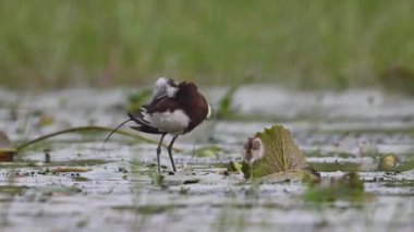 Sülün Jacana 'yı suda piliçlerle birlikte takip etti.