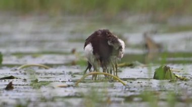 Sülün kuyruğu Jacana 'yı takip etti Piliçleri yağmurdan kurtardı