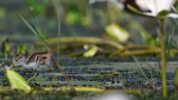 Chick Pheasant Tailed Jacana Feeding Wetland Area — Stock Video