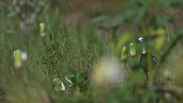 Sülün Jacana Nilüfer Çiçekli Piliçlerle Birlikte Izledi — Stok video