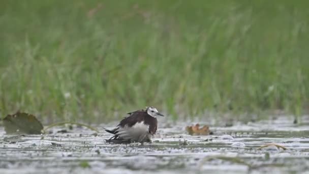 Pheasant Tailed Jacana Saving Chicks Rain — Stock Video