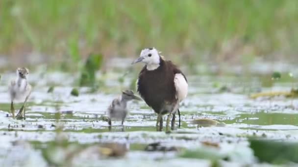 Fheasant Taund Jacana Врятувати Пташенята Від Дощу — стокове відео