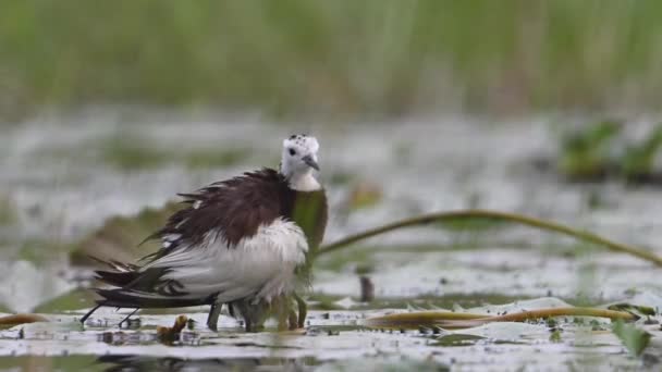 Pheasant Ουρά Jacana Σώζοντας Chicks Από Βροχή — Αρχείο Βίντεο