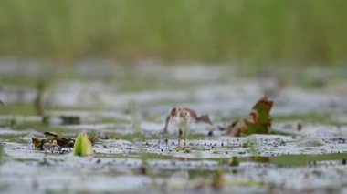 Jacana 'nın güzel yavruları Sabah Lily Gölü' nde besleniyor. 