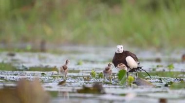 Sülün kuyruğu Jacana 'yı takip etti Piliçleri yağmurdan kurtardı