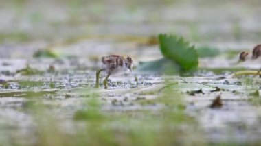 Jacana 'nın güzel yavruları Sabah Lily Gölü' nde besleniyor. 