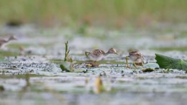 Jacana 'nın güzel yavruları Sabah Lily Gölü' nde besleniyor. 