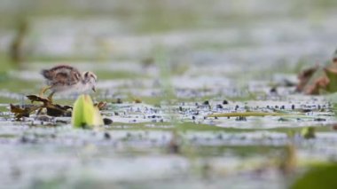 Jacana 'nın güzel yavruları Sabah Lily Gölü' nde besleniyor. 