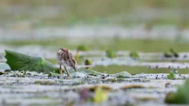 Jacana 'nın güzel yavruları Sabah Lily Gölü' nde besleniyor. 