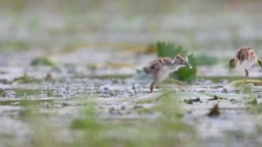 Jacana 'nın güzel yavruları Sabah Lily Gölü' nde besleniyor. 