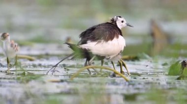 Sülün kuyruğu Jacana 'yı takip etti Piliçleri yağmurdan kurtardı