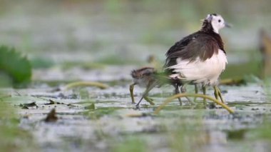 Sülün kuyruğu Jacana 'yı takip etti Piliçleri yağmurdan kurtardı