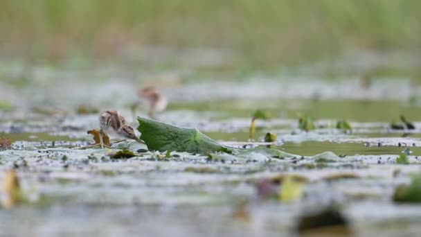Beautiful Chicks Jacana Feeding Water Lily Pond Morning — Stock Video
