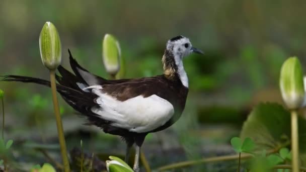 Sülün Kuyruklu Jacana Kuşu Nilüfer Çiçeği — Stok video