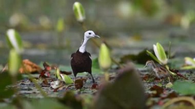 Vahşi doğada bir kuş