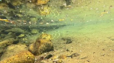 Deniz yaşamının sualtı fotoğrafı