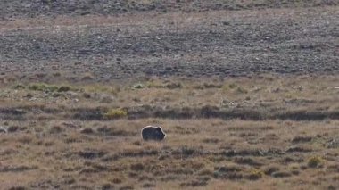  Himalaya Kahverengisi Deosai Ulusal Parkı 'nda otluyor