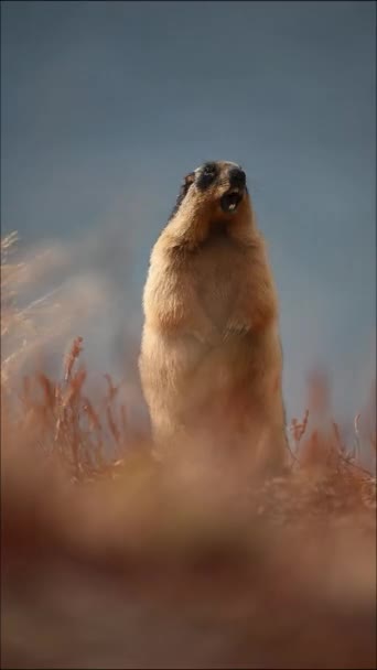 Closeup Golden Marmot Savec Stojící Dvou Nohách Volá Ostatní Krásném — Stock video