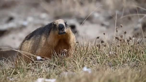 Prairie Dog Cynomdes Ludoanus Anus Ground Wild — Αρχείο Βίντεο
