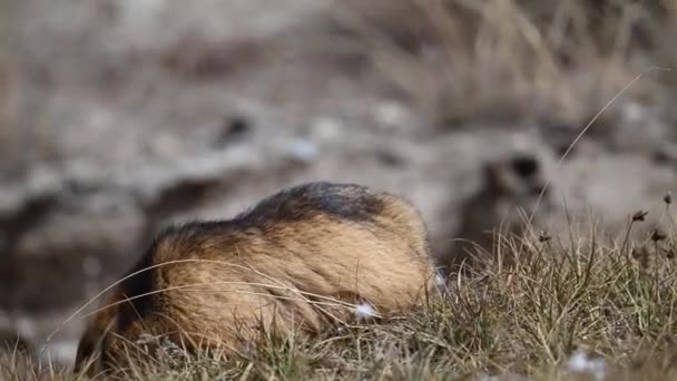Closeup Golden Marmot Feeding — Stock Video