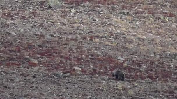 Urso Castanho Himalaia Caminhar Nas Montanhas — Vídeo de Stock