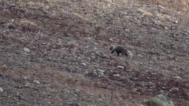 Urso Castanho Himalaia Caminhar Nas Montanhas — Vídeo de Stock
