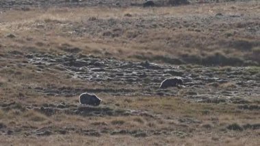  Himalaya Kahverengisi Deosai Ulusal Parkı 'nda otluyor