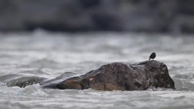 Sahildeki deniz dalgaları