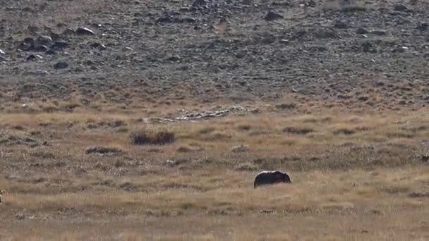 Ursos Castanhos Himalaia Pastando Parque Nacional Deosai — Vídeo de Stock