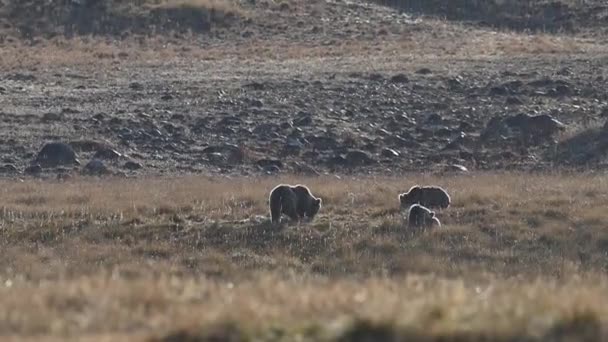 Himalayan Brown Bears Grazing Deosai National Park — Stock Video