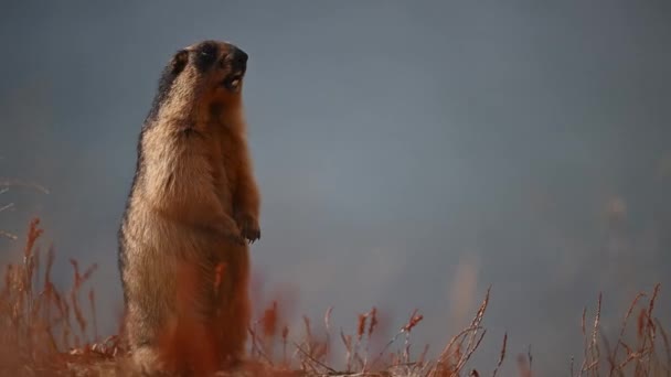 Closeup Golden Marmot Savec Stojící Dvou Nohách Volá Ostatní Krásném — Stock video