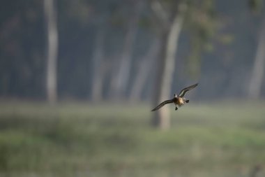 Alanlarda Ördek Uçuyor