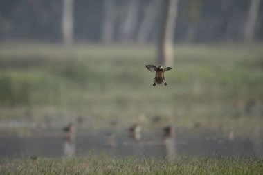 Alanlarda Ördek Uçuyor
