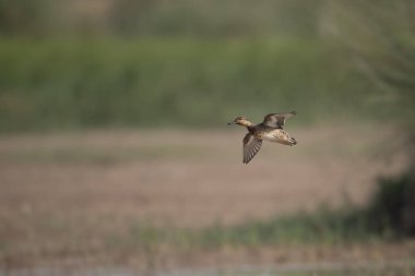 Doğadaki kuş yaşam alanı arkaplanı