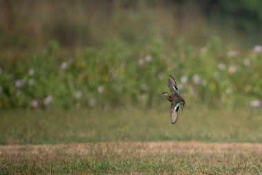 Yeşil ve kırmızı - kanatlı (pelecanus rubus) )