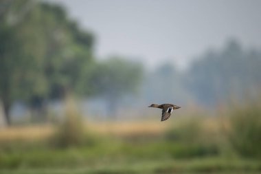 Yeşil kanatlı deniz mavisi Islak araziye iniyor 