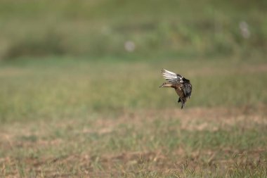 Yeşil kanatlı deniz mavisi Islak araziye iniyor 